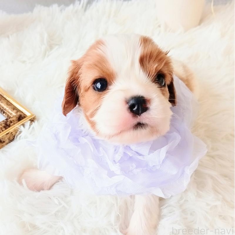 販売中の和歌山県のキャバリアキングチャールズスパニエル-441438の6枚目