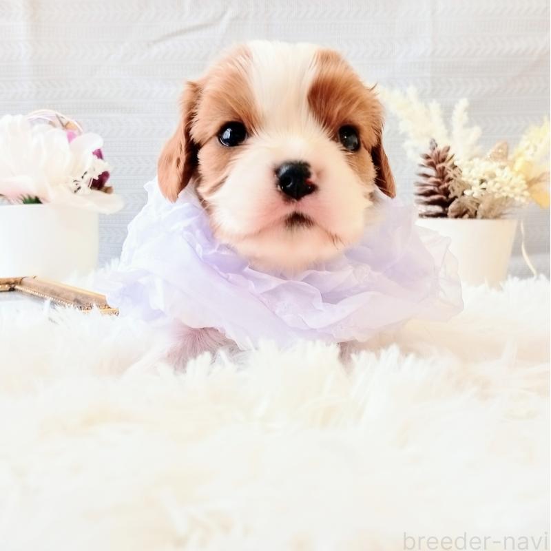 販売中の和歌山県のキャバリアキングチャールズスパニエル-441438の5枚目