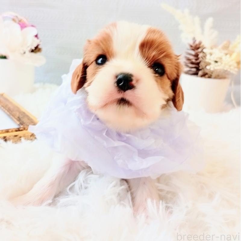 販売中の和歌山県のキャバリアキングチャールズスパニエル-441438の4枚目