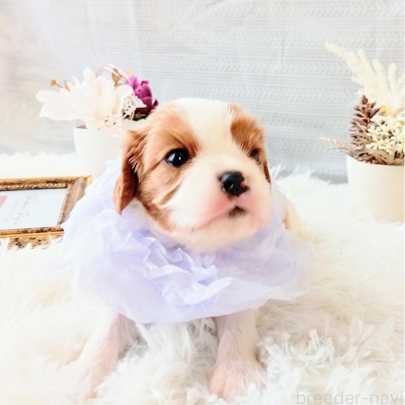 販売中の和歌山県のキャバリアキングチャールズスパニエル-441438の3枚目