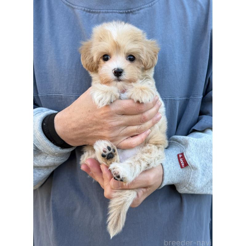 販売中の千葉県のマルプー:マルチーズ×トイプードル-439357の27枚目