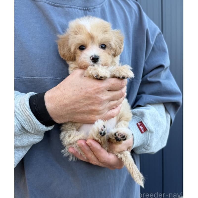 販売中の千葉県のマルプー:マルチーズ×トイプードル-439357の26枚目