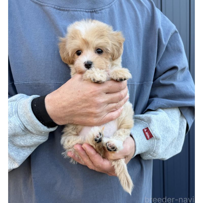 販売中の千葉県のマルプー:マルチーズ×トイプードル-439357の25枚目