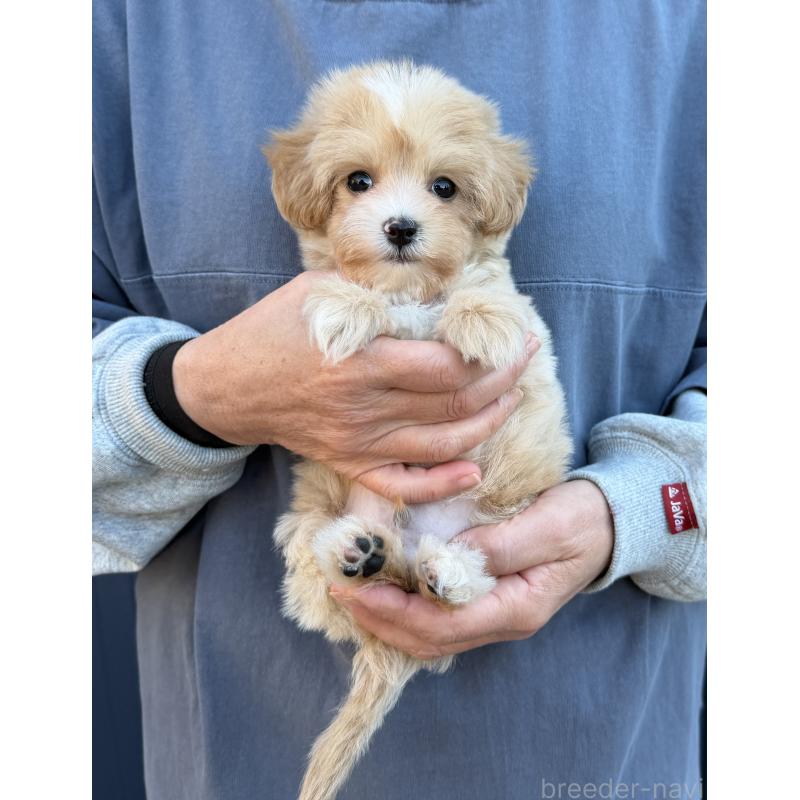 販売中の千葉県のマルプー:マルチーズ×トイプードル-439357の24枚目