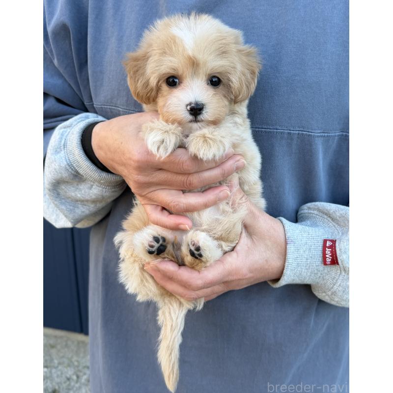 販売中の千葉県のマルプー:マルチーズ×トイプードル-439357の22枚目