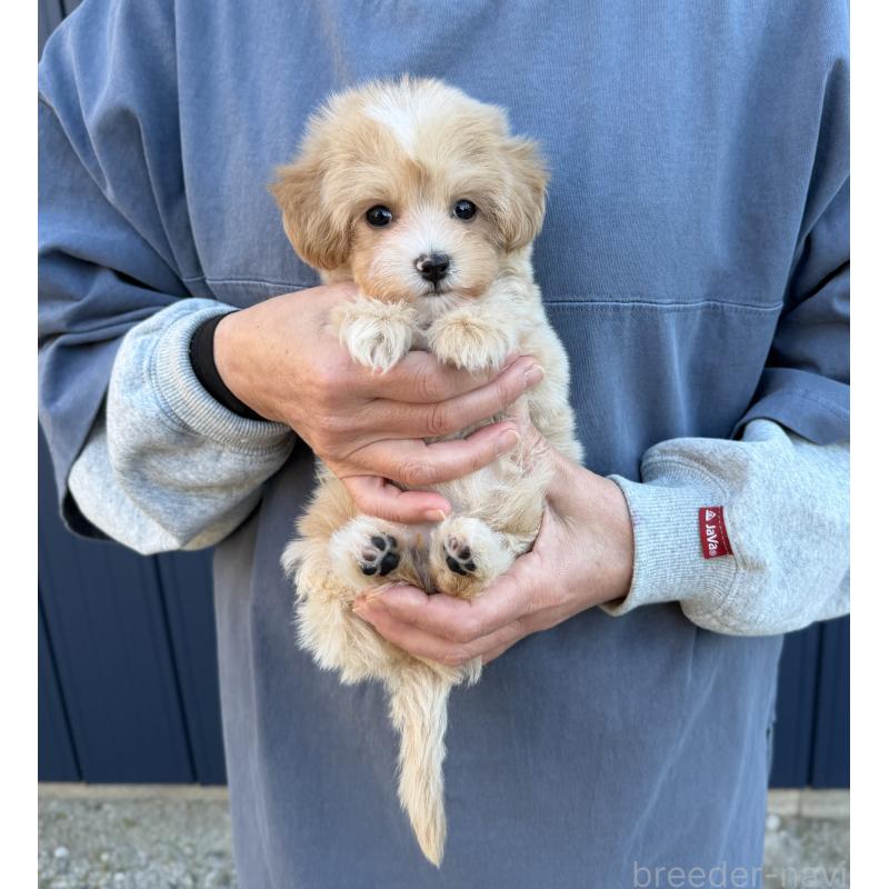 販売中の千葉県のマルプー:マルチーズ×トイプードル-439357の21枚目