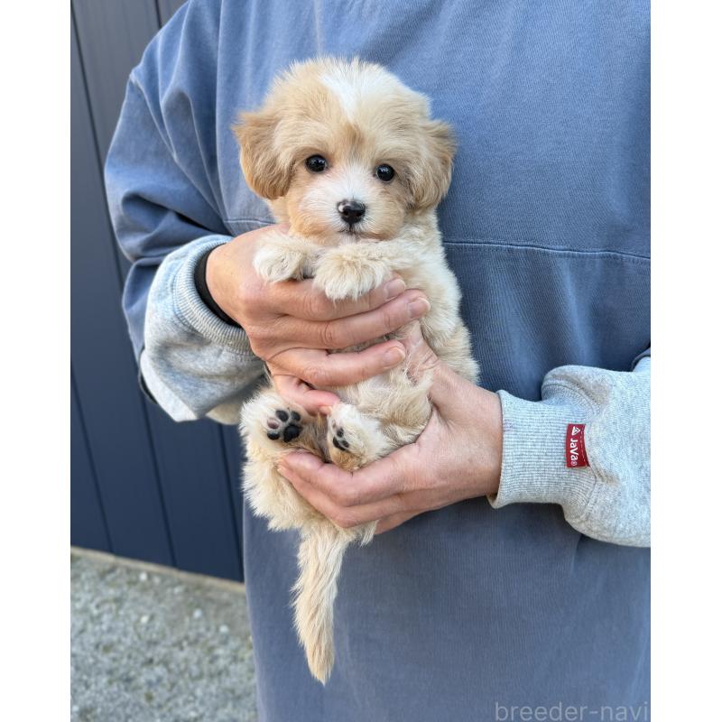 販売中の千葉県のマルプー:マルチーズ×トイプードル-439357の20枚目