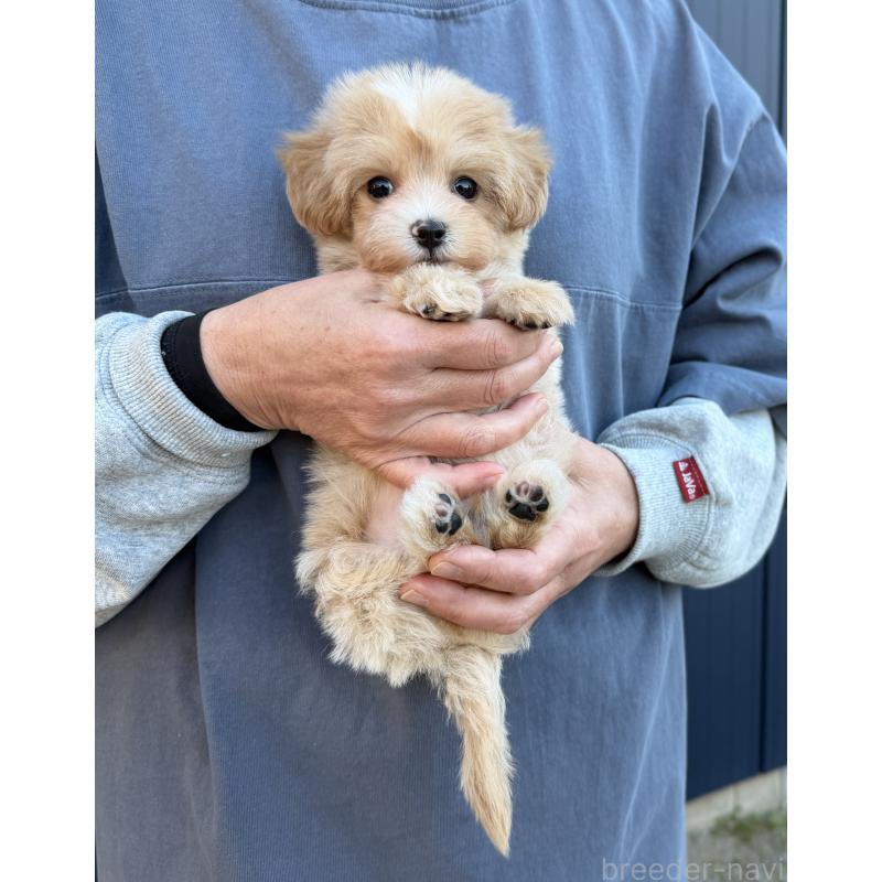 販売中の千葉県のマルプー:マルチーズ×トイプードル-439357の19枚目