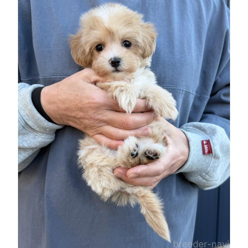 販売中の千葉県のマルプー:マルチーズ×トイプードル-439357の18枚目