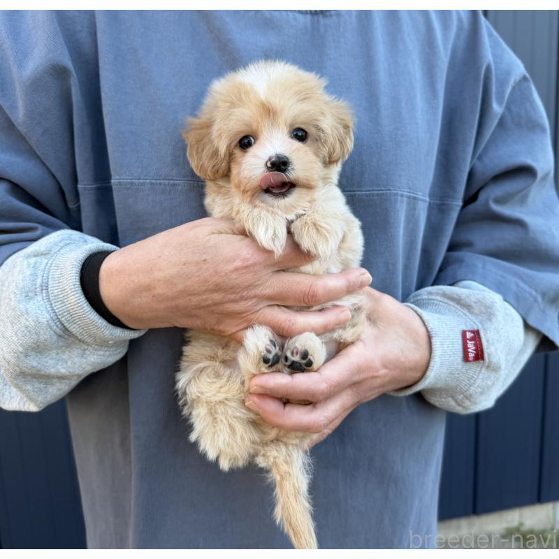 販売中の千葉県のマルプー:マルチーズ×トイプードル-439357の17枚目