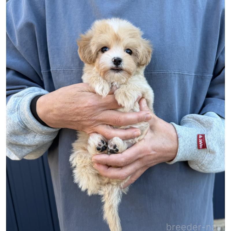 販売中の千葉県のマルプー:マルチーズ×トイプードル-439357の16枚目