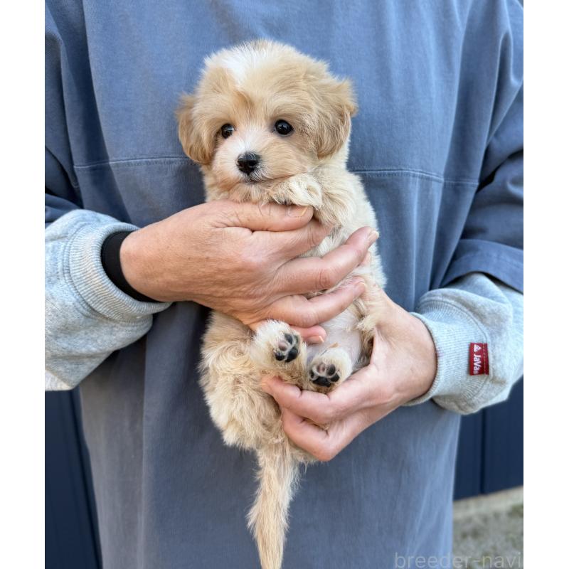 販売中の千葉県のマルプー:マルチーズ×トイプードル-439357の15枚目