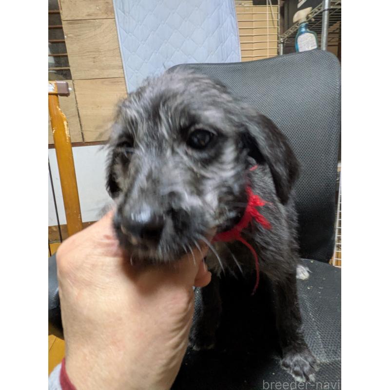 販売中の岐阜県のミックス犬-441442