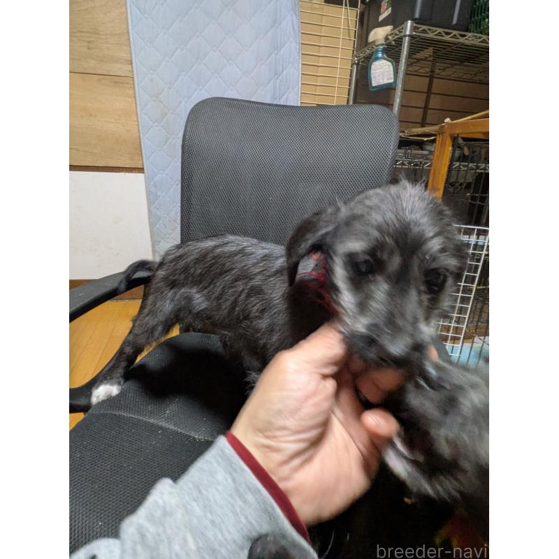 販売中の岐阜県のミックス犬-441442の10枚目