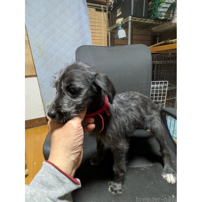 販売中の岐阜県のミックス犬-441442の9枚目