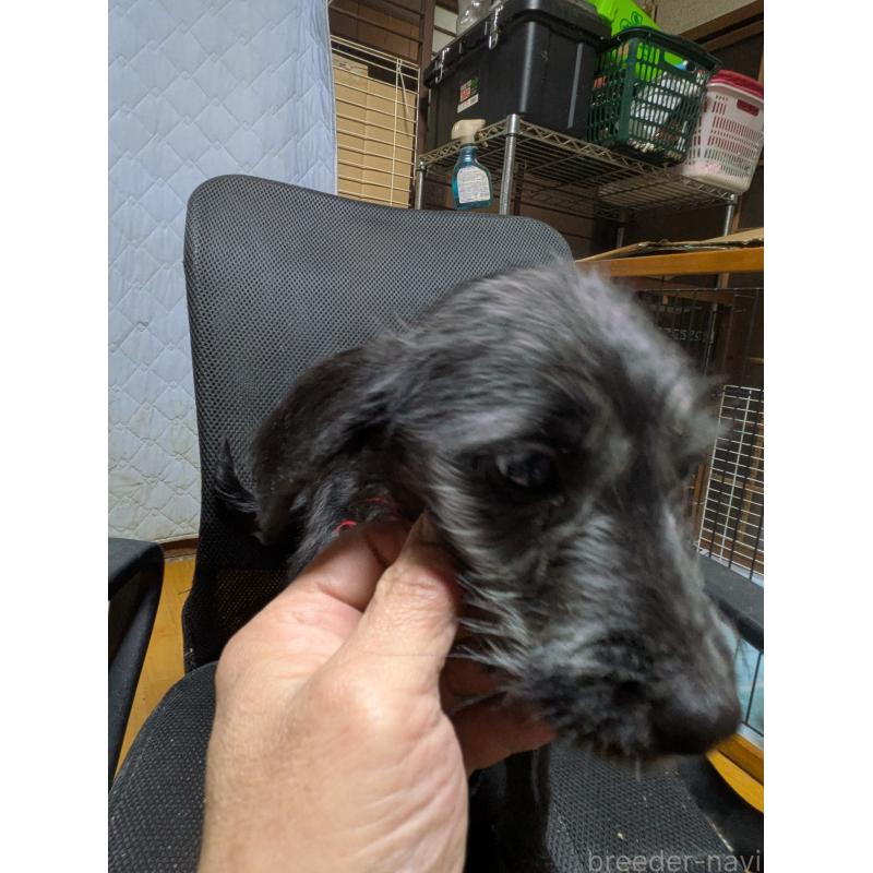 販売中の岐阜県のミックス犬-441442の8枚目