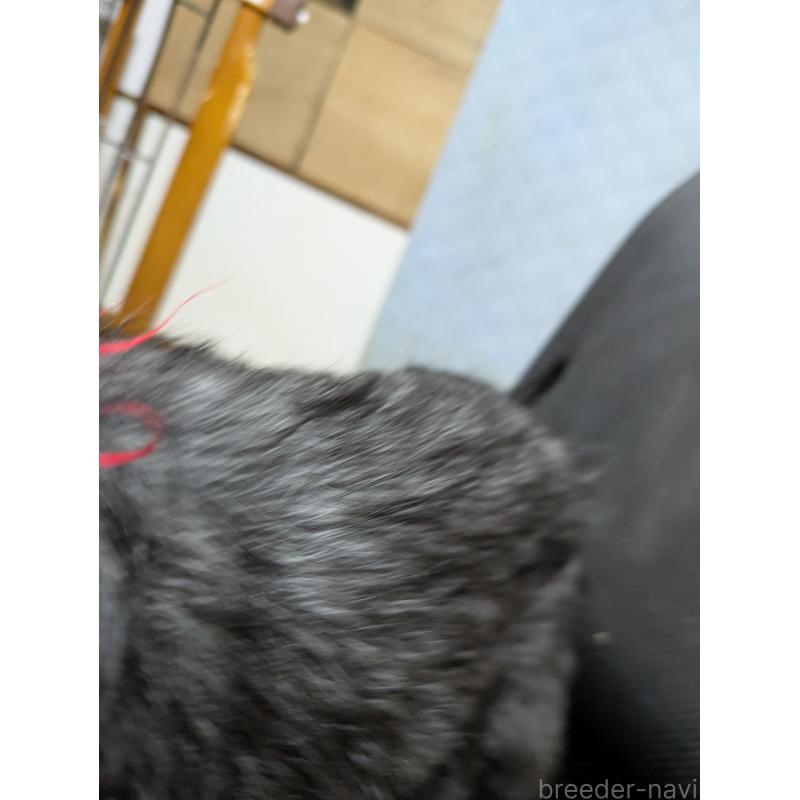 販売中の岐阜県のミックス犬-441442の7枚目