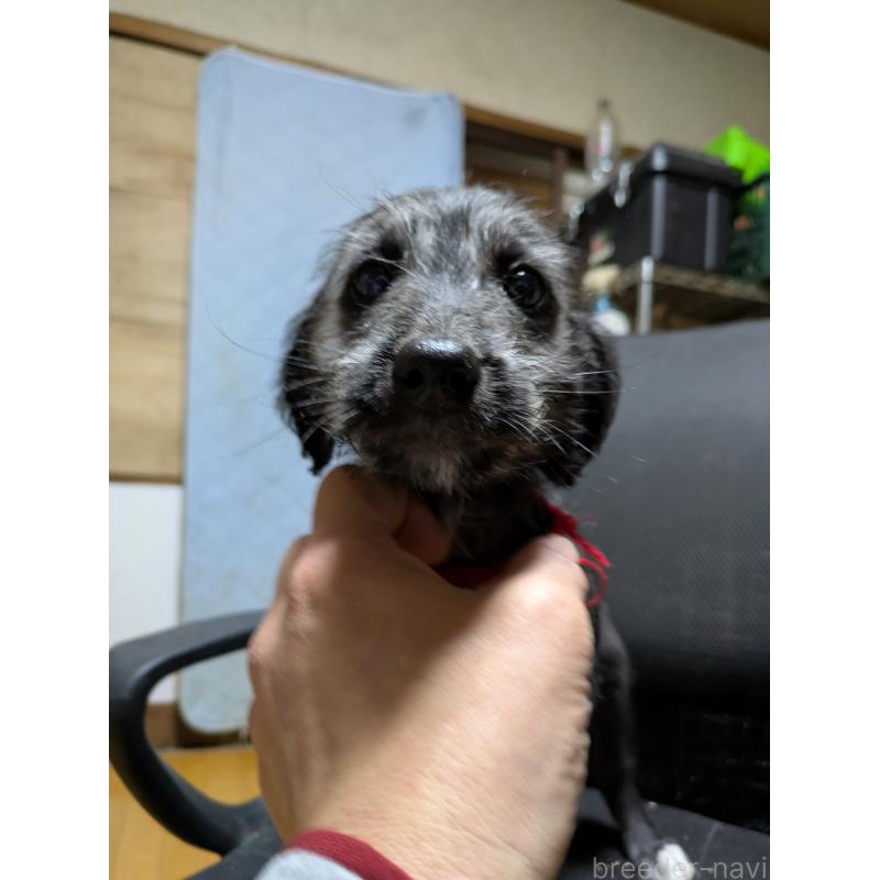 販売中の岐阜県のミックス犬-441442の6枚目