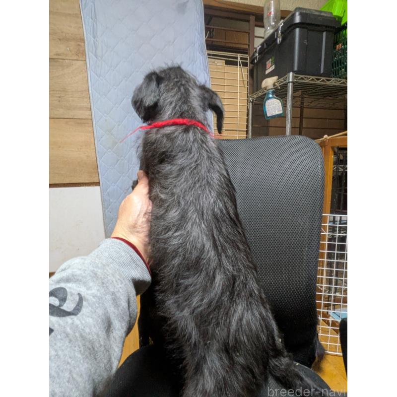 販売中の岐阜県のミックス犬-441442の5枚目