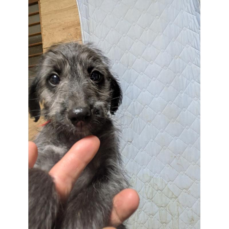 販売中の岐阜県のミックス犬-441442の4枚目