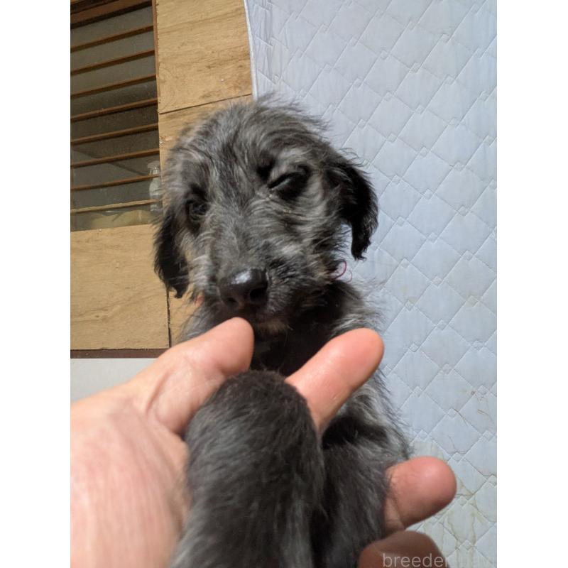 販売中の岐阜県のミックス犬-441442の3枚目