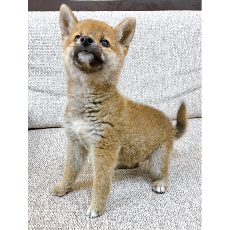 販売中の東京都の豆柴-432572の4枚目