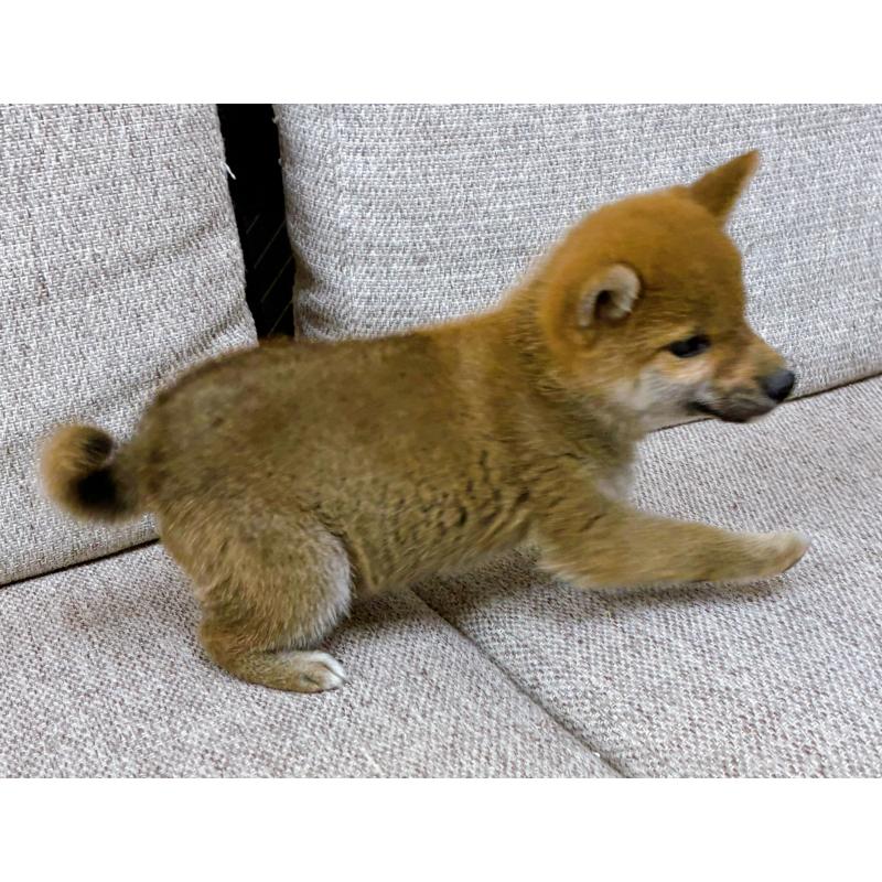 販売中の東京都の豆柴-432572の2枚目