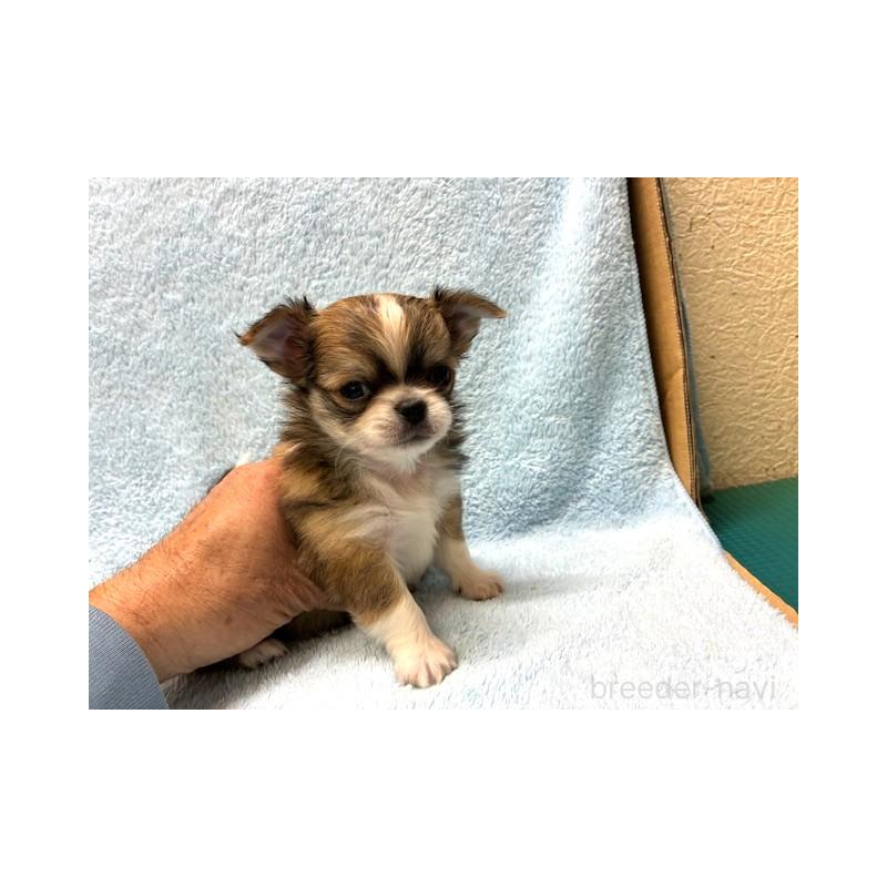 販売中の東京都のチワワ(ロングコート)-441439の1枚目