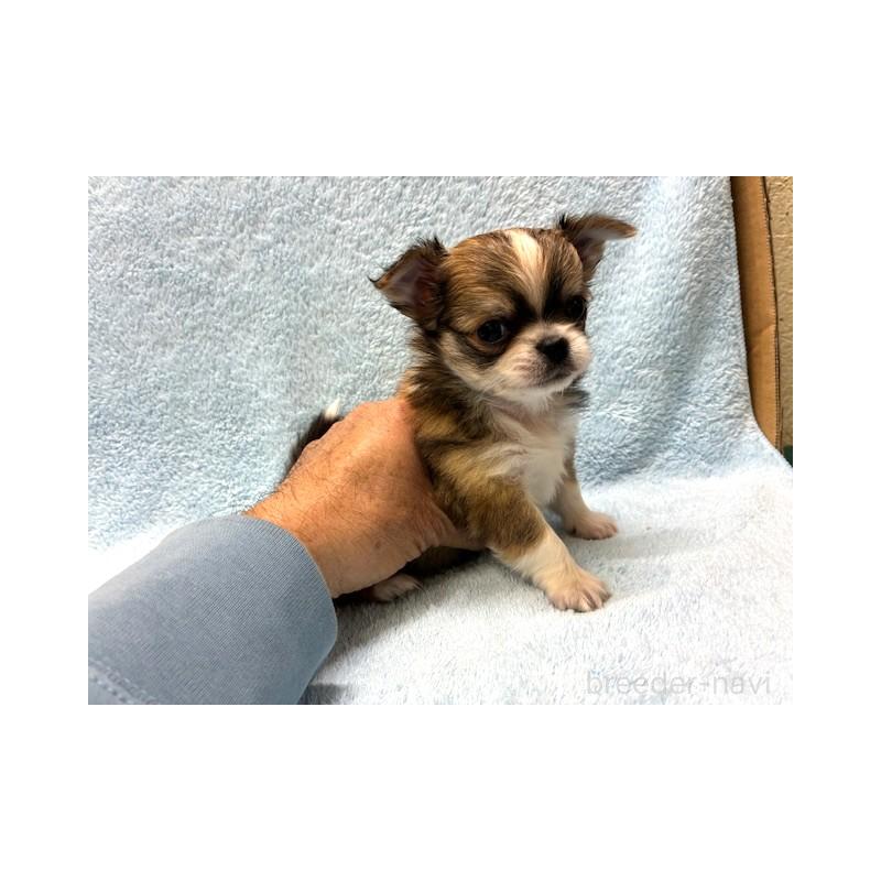 販売中の東京都のチワワ(ロングコート)-441439の6枚目