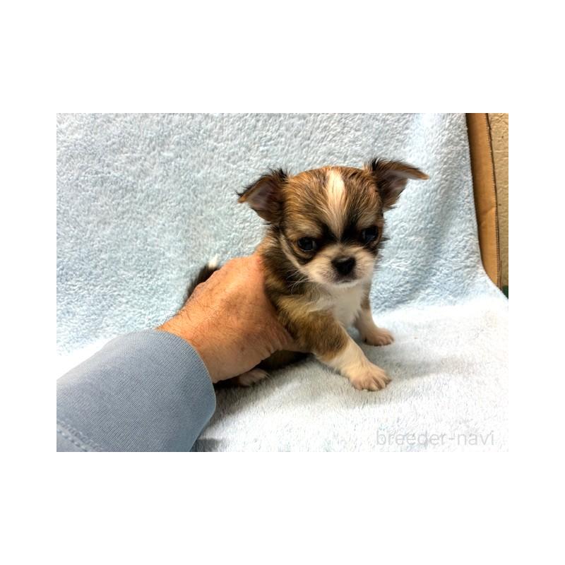 販売中の東京都のチワワ(ロングコート)-441439の5枚目