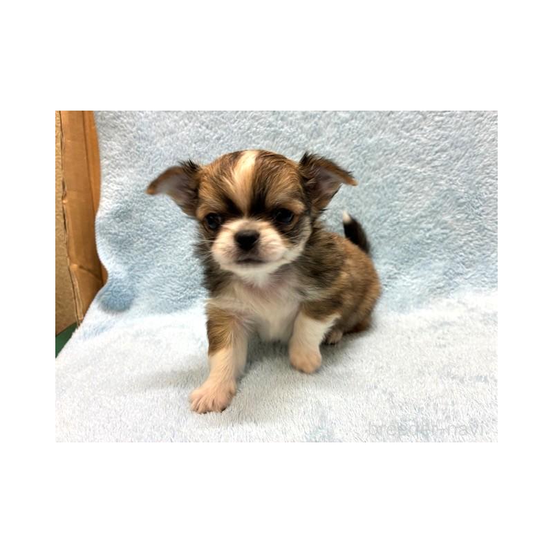 販売中の東京都のチワワ(ロングコート)-441439の4枚目