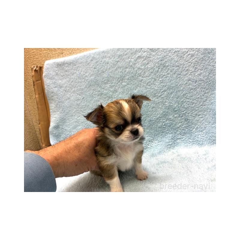 販売中の東京都のチワワ(ロングコート)-441439の2枚目