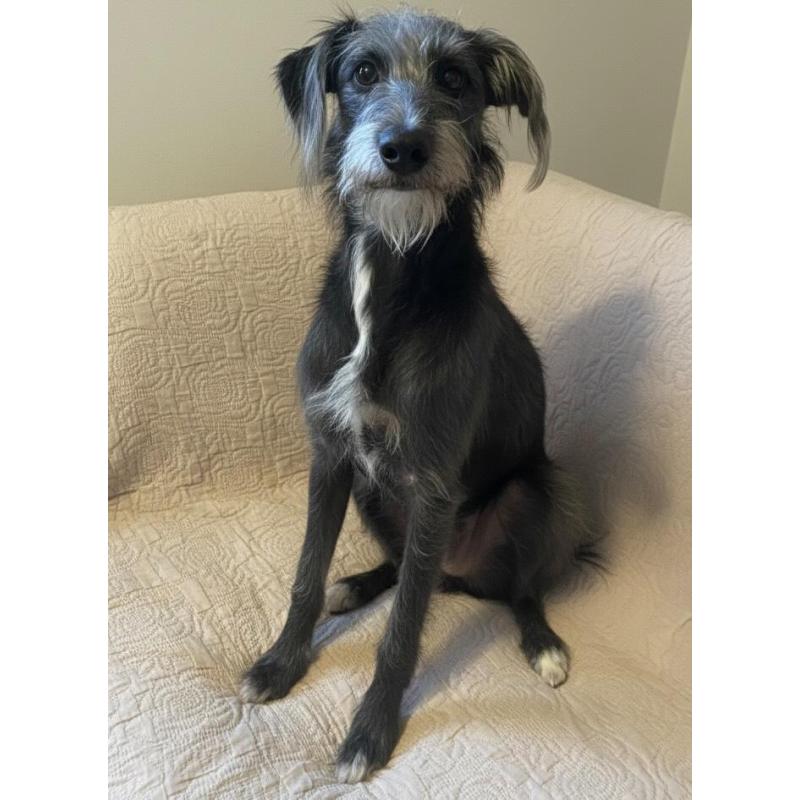 販売中の岐阜県のミックス犬-441442の2枚目