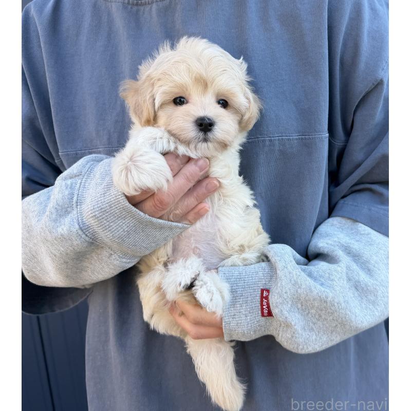 販売中の千葉県のマルプー:マルチーズ×トイプードル-439344の23枚目