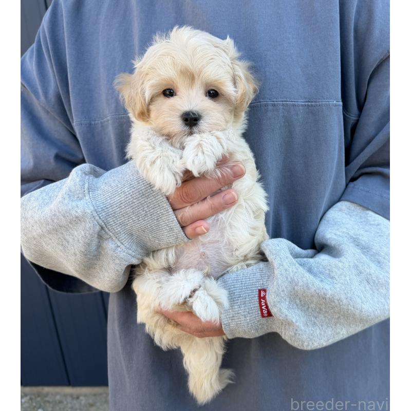 販売中の千葉県のマルプー:マルチーズ×トイプードル-439344の22枚目