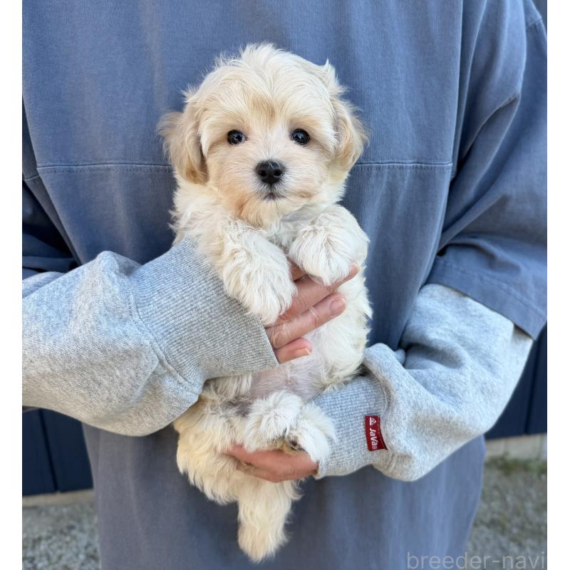 販売中の千葉県のマルプー:マルチーズ×トイプードル-439344の21枚目