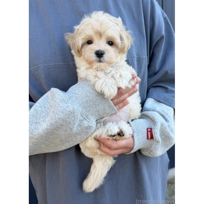販売中の千葉県のマルプー:マルチーズ×トイプードル-439344の20枚目