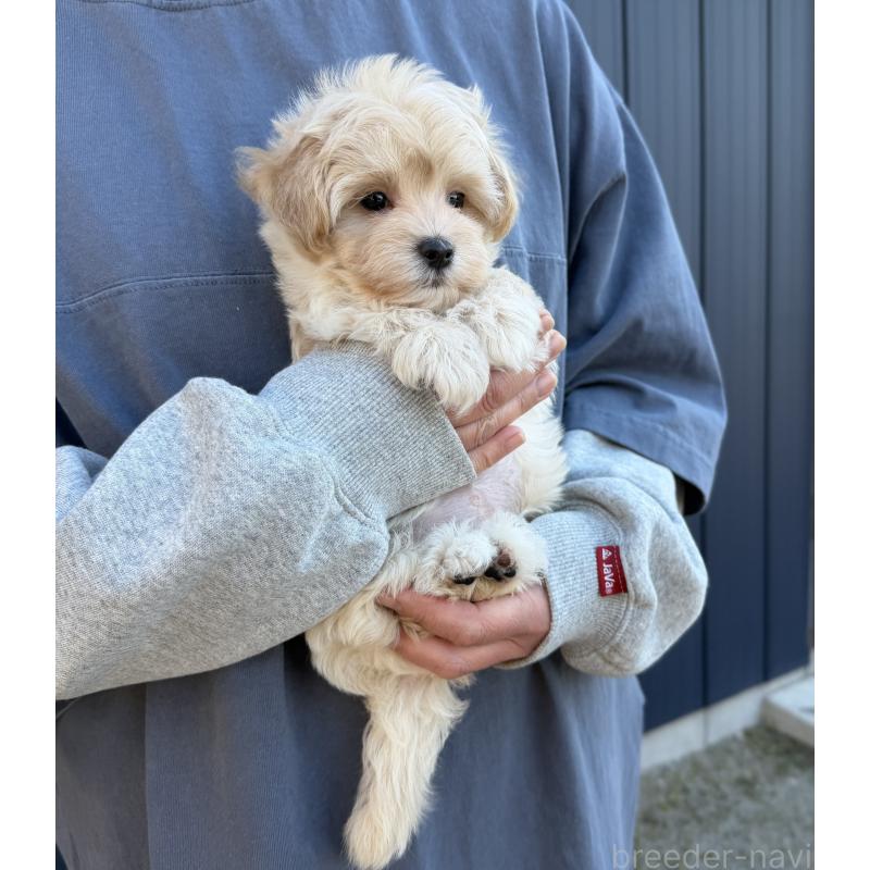 販売中の千葉県のマルプー:マルチーズ×トイプードル-439344の19枚目
