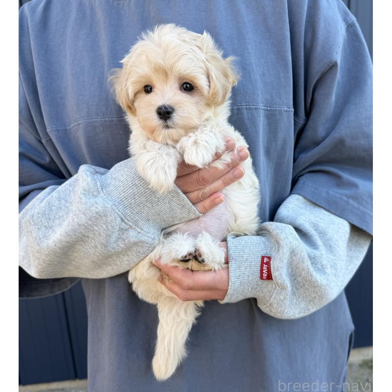 販売中の千葉県のマルプー:マルチーズ×トイプードル-439344の18枚目