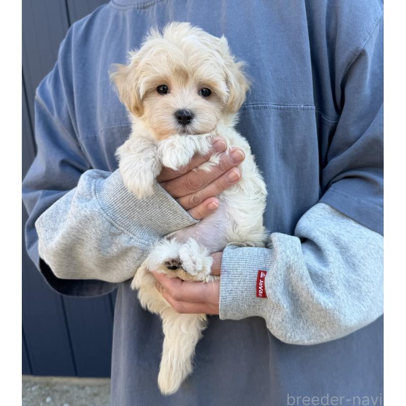 販売中の千葉県のマルプー:マルチーズ×トイプードル-439344の17枚目