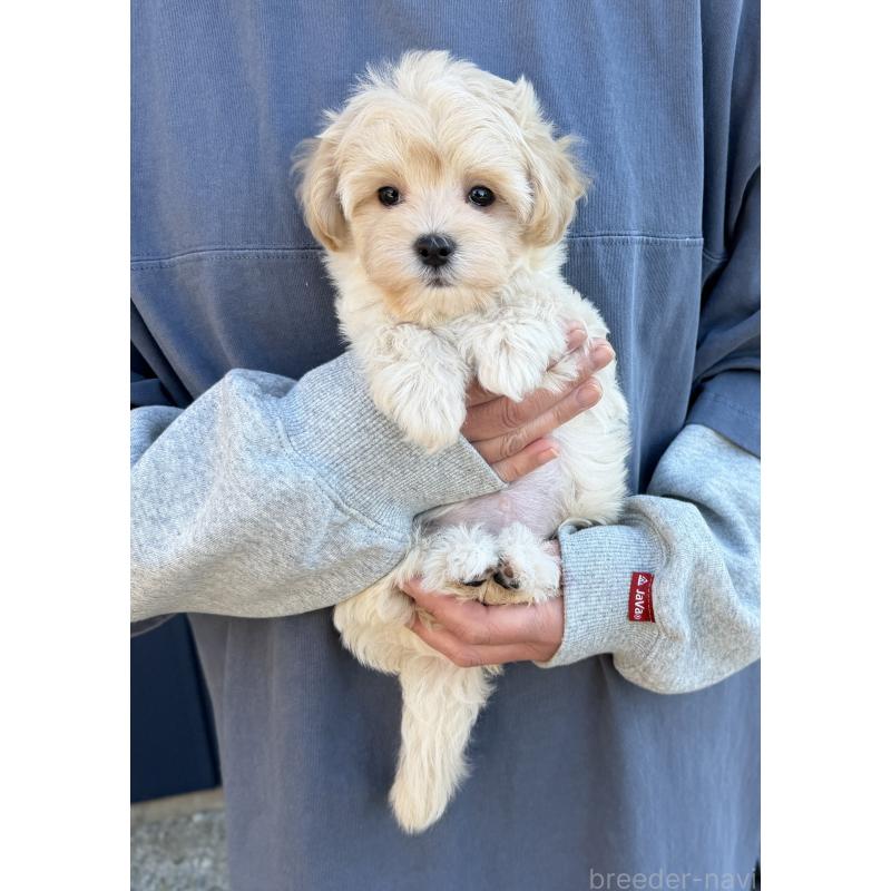 販売中の千葉県のマルプー:マルチーズ×トイプードル-439344の16枚目