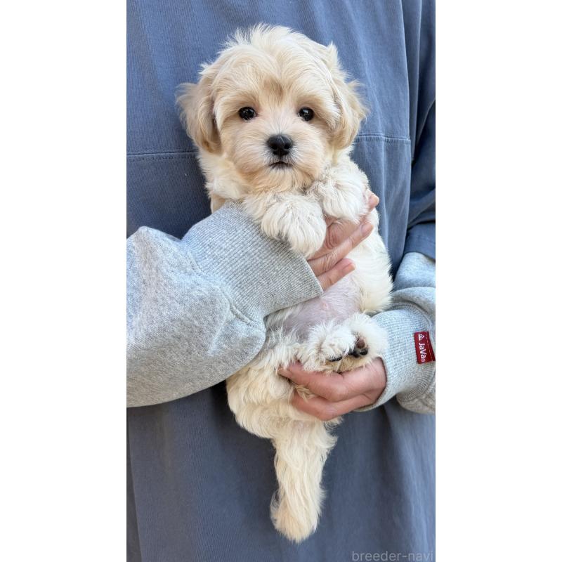 販売中の千葉県のマルプー:マルチーズ×トイプードル-439344の14枚目