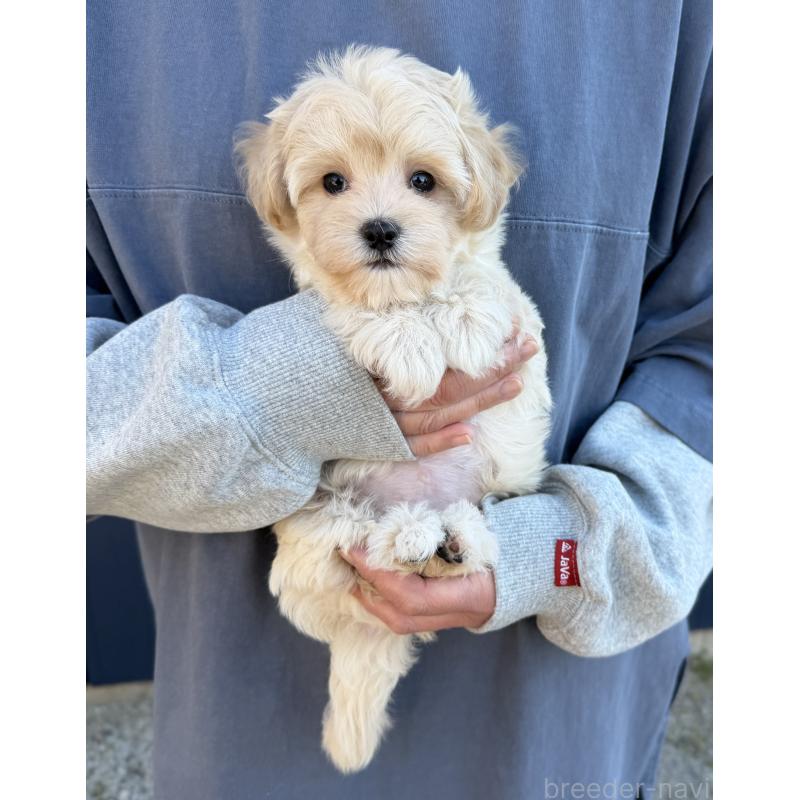 販売中の千葉県のマルプー:マルチーズ×トイプードル-439344の13枚目