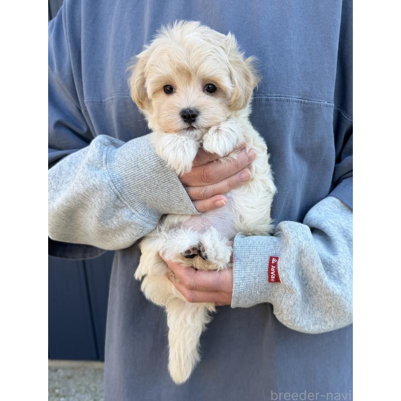 販売中の千葉県のマルプー:マルチーズ×トイプードル-439344の12枚目