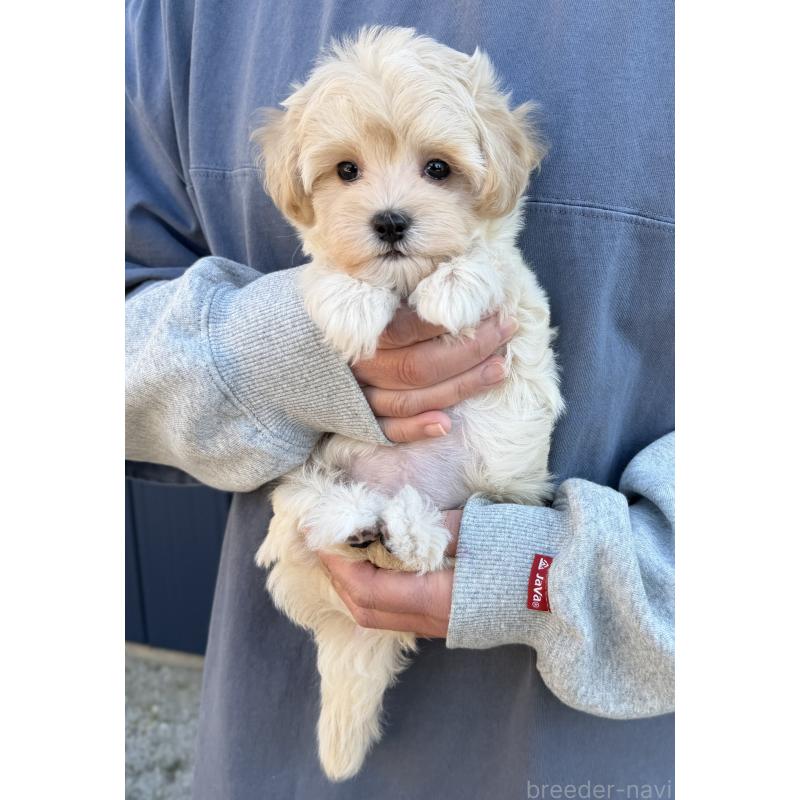 販売中の千葉県のマルプー:マルチーズ×トイプードル-439344の11枚目
