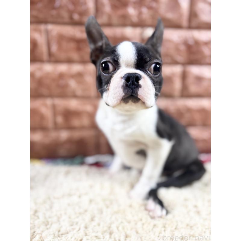 販売中の沖縄県のボストンテリア-411486の3枚目