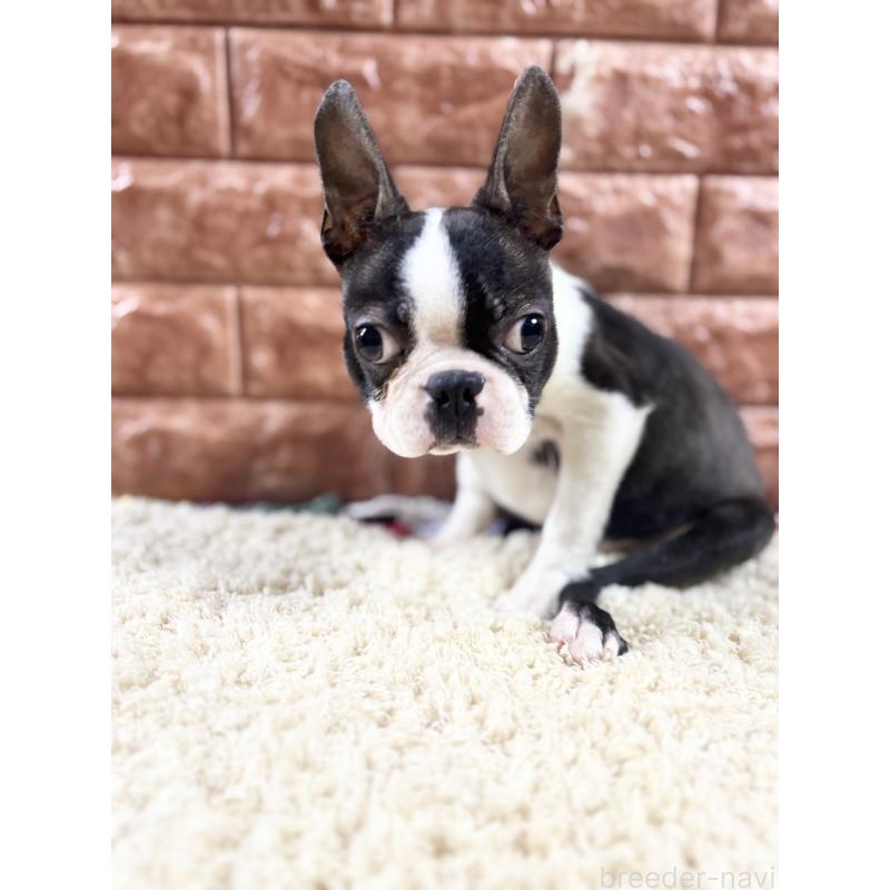 販売中の沖縄県のボストンテリア-411486の2枚目