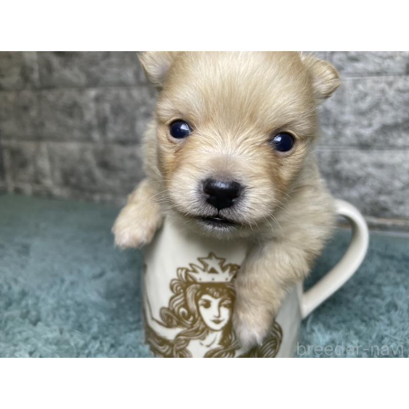 販売中の千葉県のポメチワ:ポメラニアン×チワワ-441446の4枚目