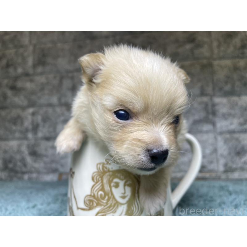 販売中の千葉県のポメチワ:ポメラニアン×チワワ-441446の3枚目