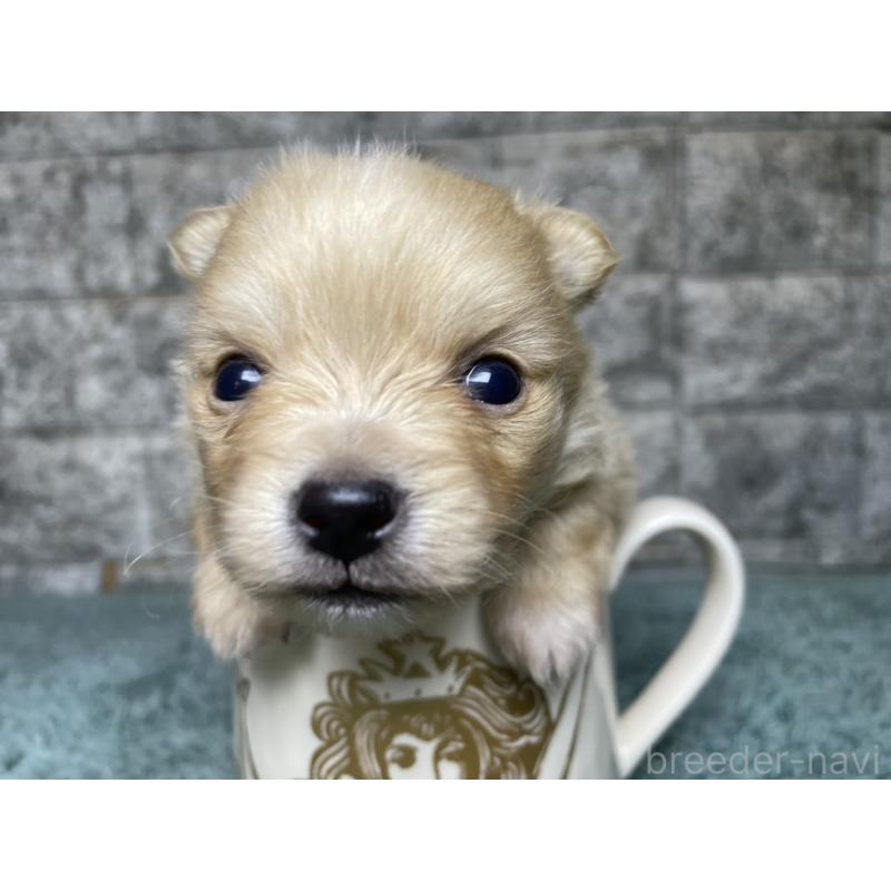 販売中の千葉県のポメチワ:ポメラニアン×チワワ-441446の2枚目